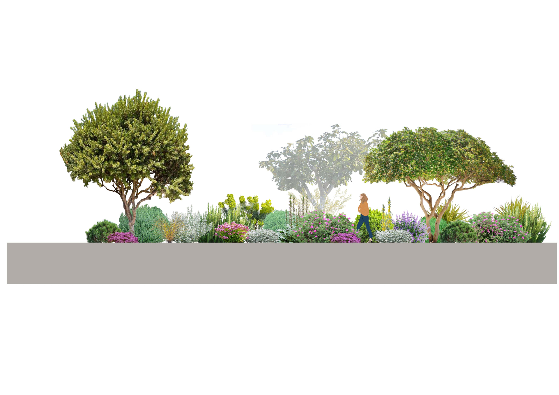 Garrigue planting elevation with olive trees, shrubs and flowering perennials