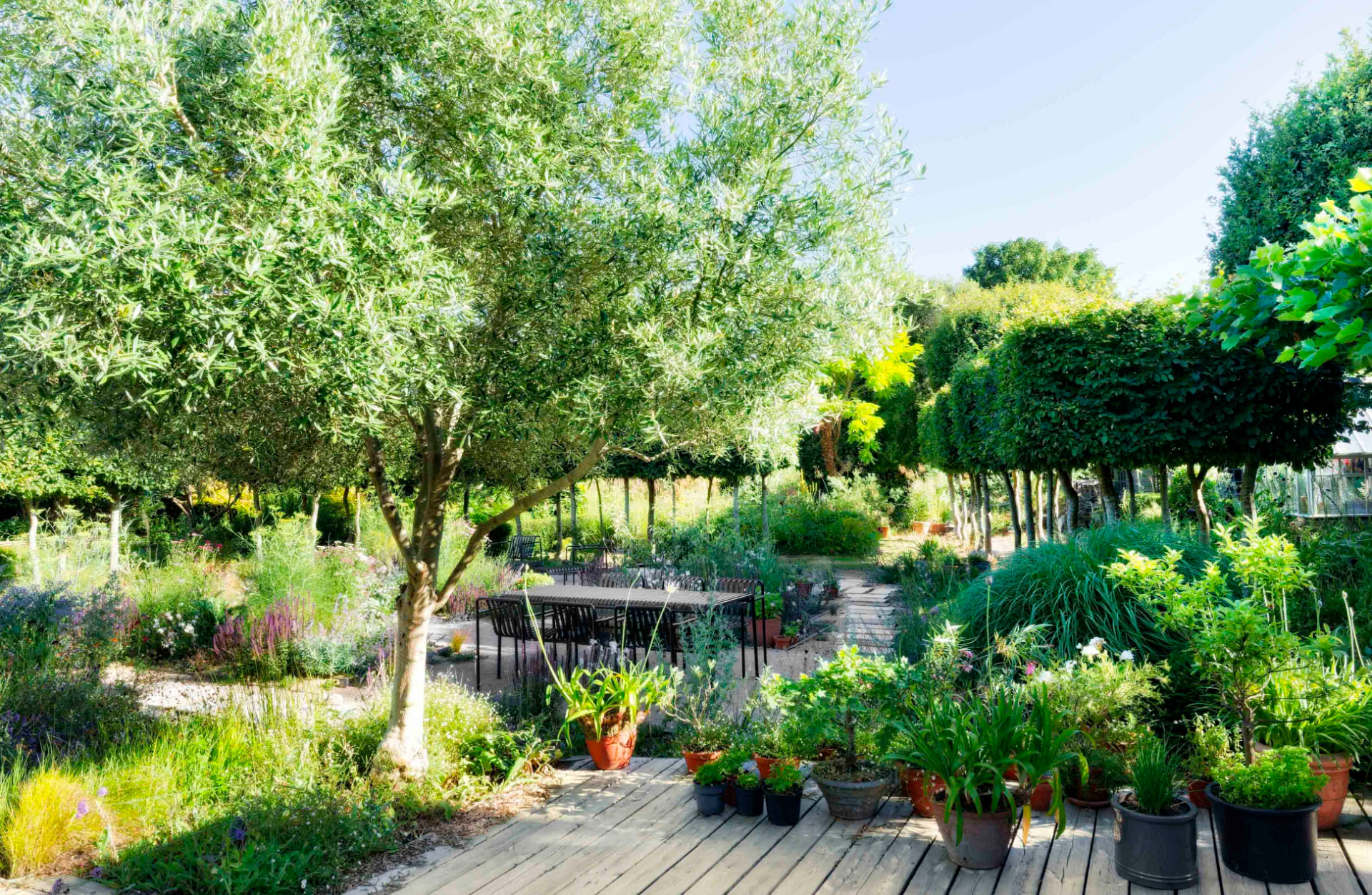 Olive tree over a decked terrace with dining table and pots