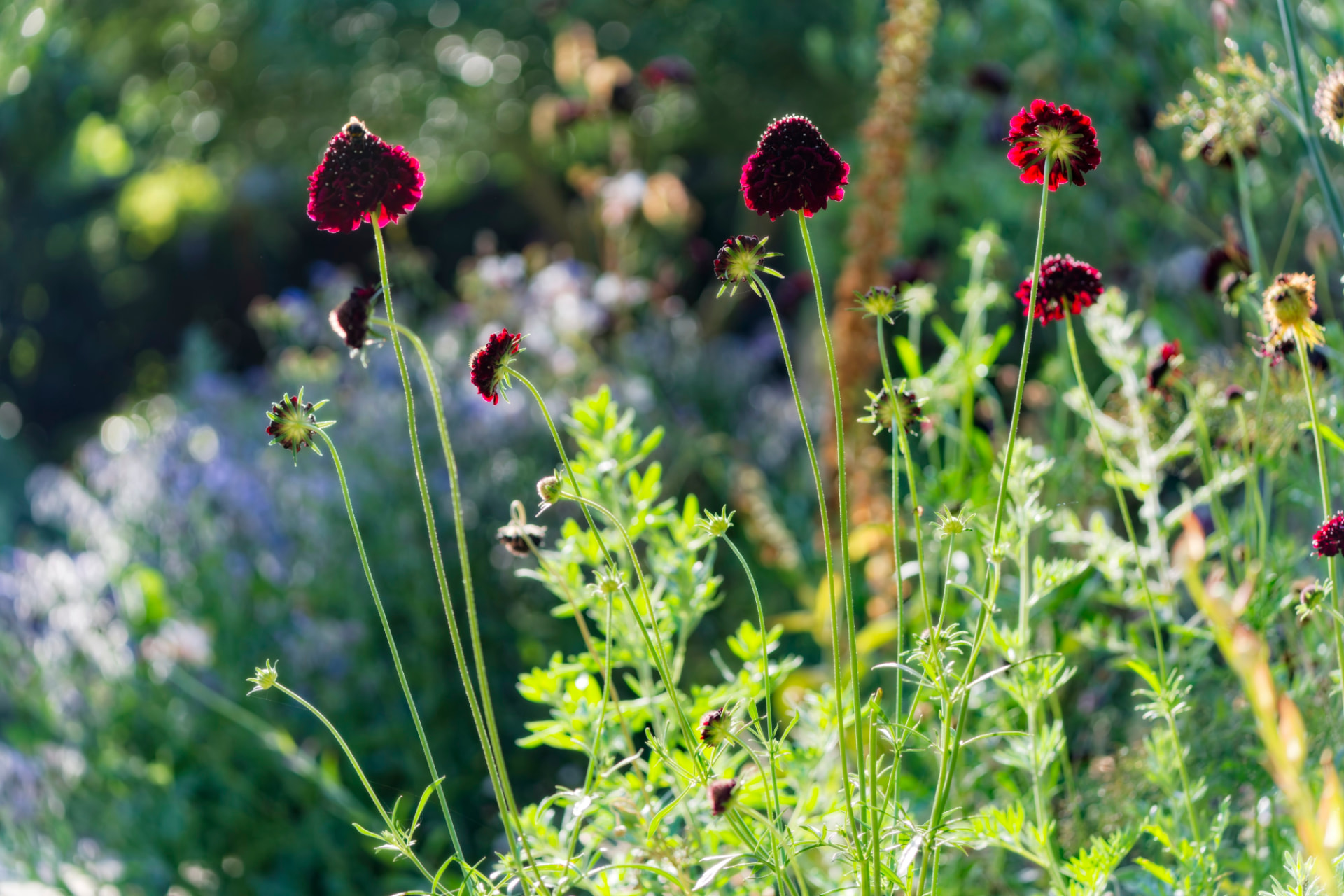 Deep burgundy scabious flowers rising above soft green foliage in afternoon light