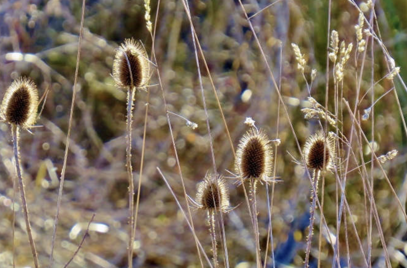 Frosted seed heads and grasses in a winter gravel garden