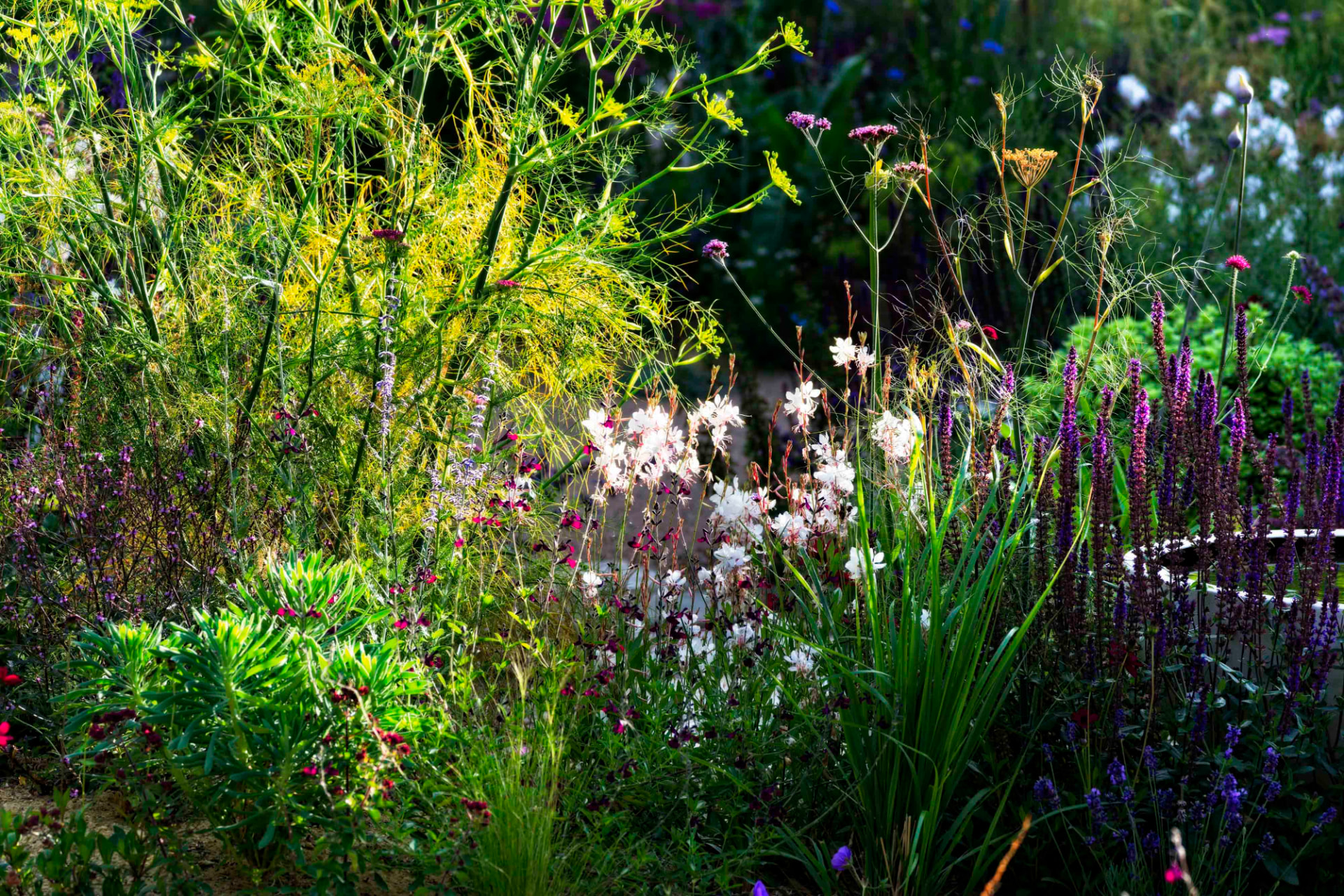 Backlit fennel, gaura and salvia spires in evening light