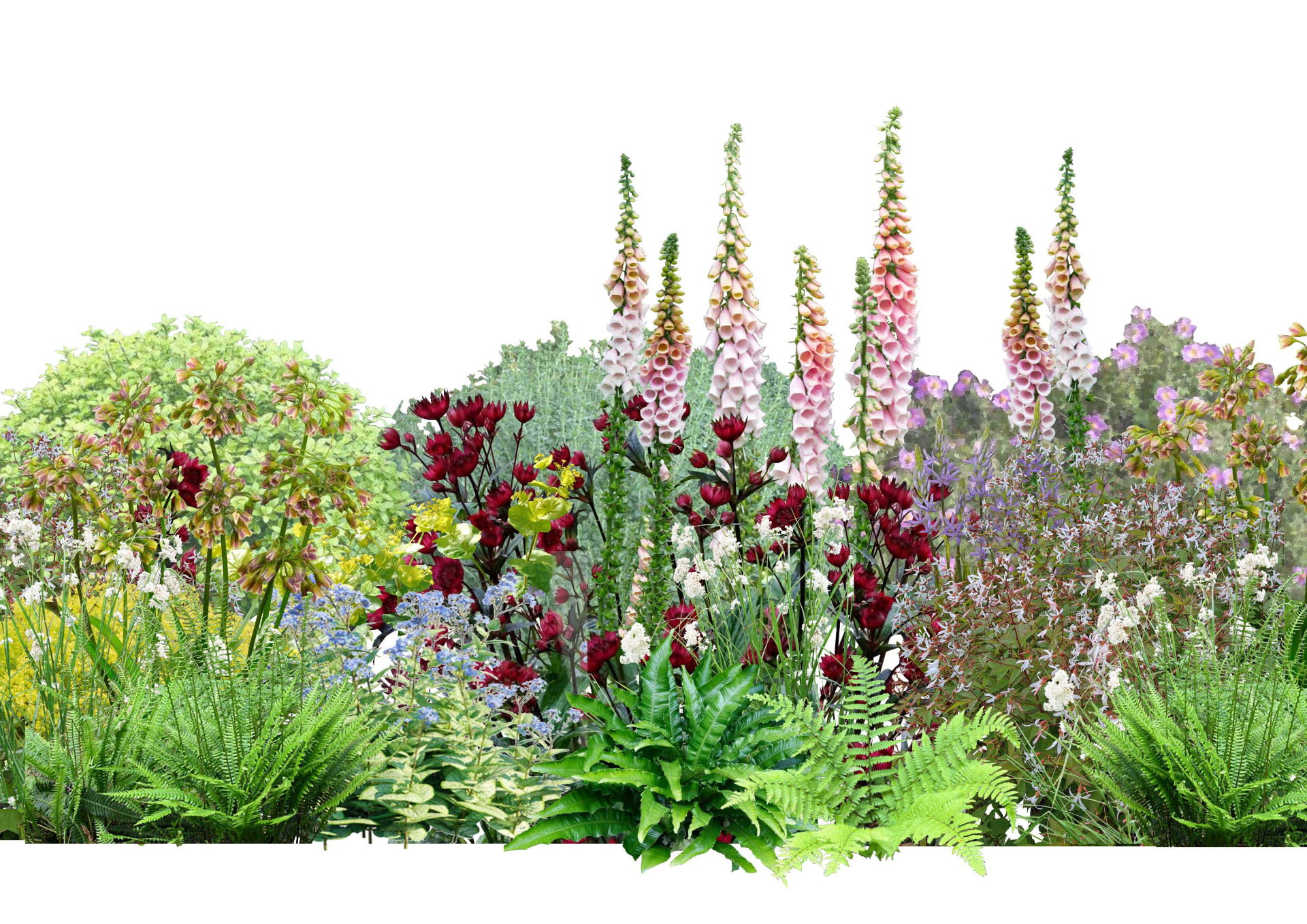 Lush shady border planting with foxgloves, ferns and rich green foliage