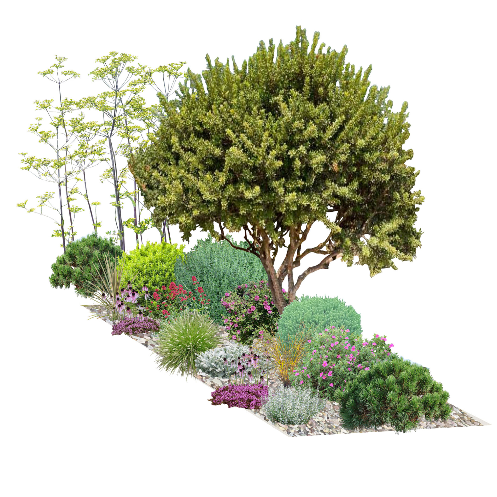 Garrigue planting structure with olive tree, fennel and gravel underplanting
