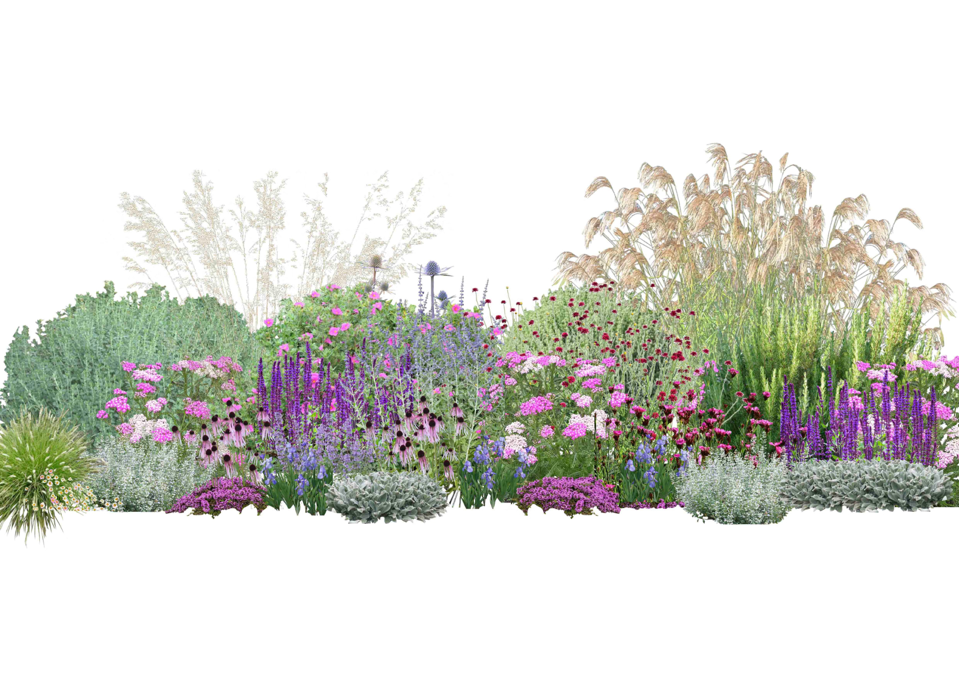 Planting elevation showing grasses, salvia, achillea and eryngium