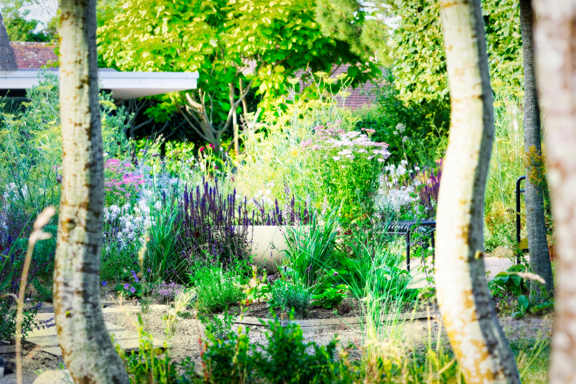 Purple salvia, achillea and grasses seen through birch trunks in a sand bed