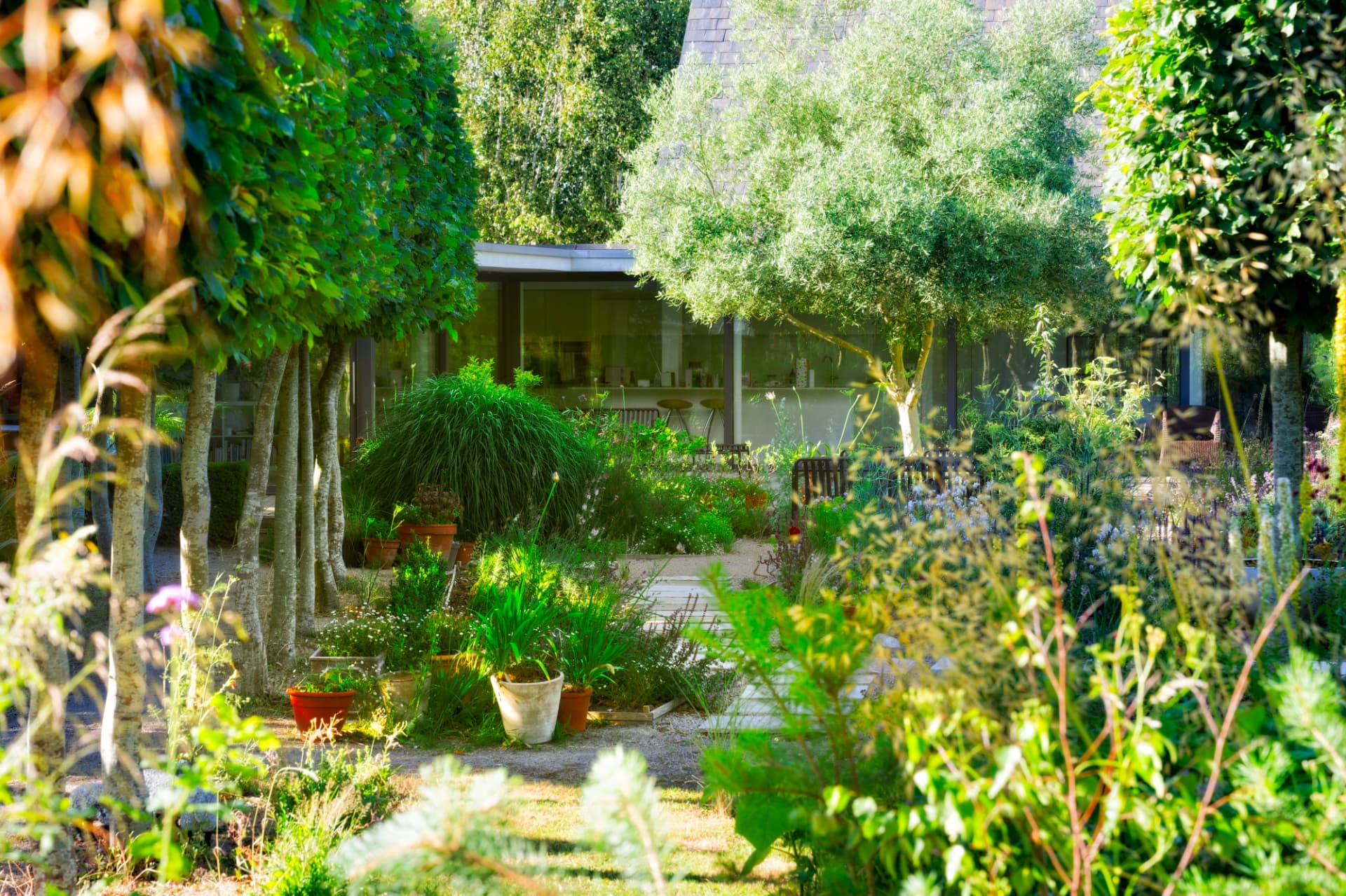 Sunlit view through pleached trees and an olive tree towards a glass-walled house with potted planting