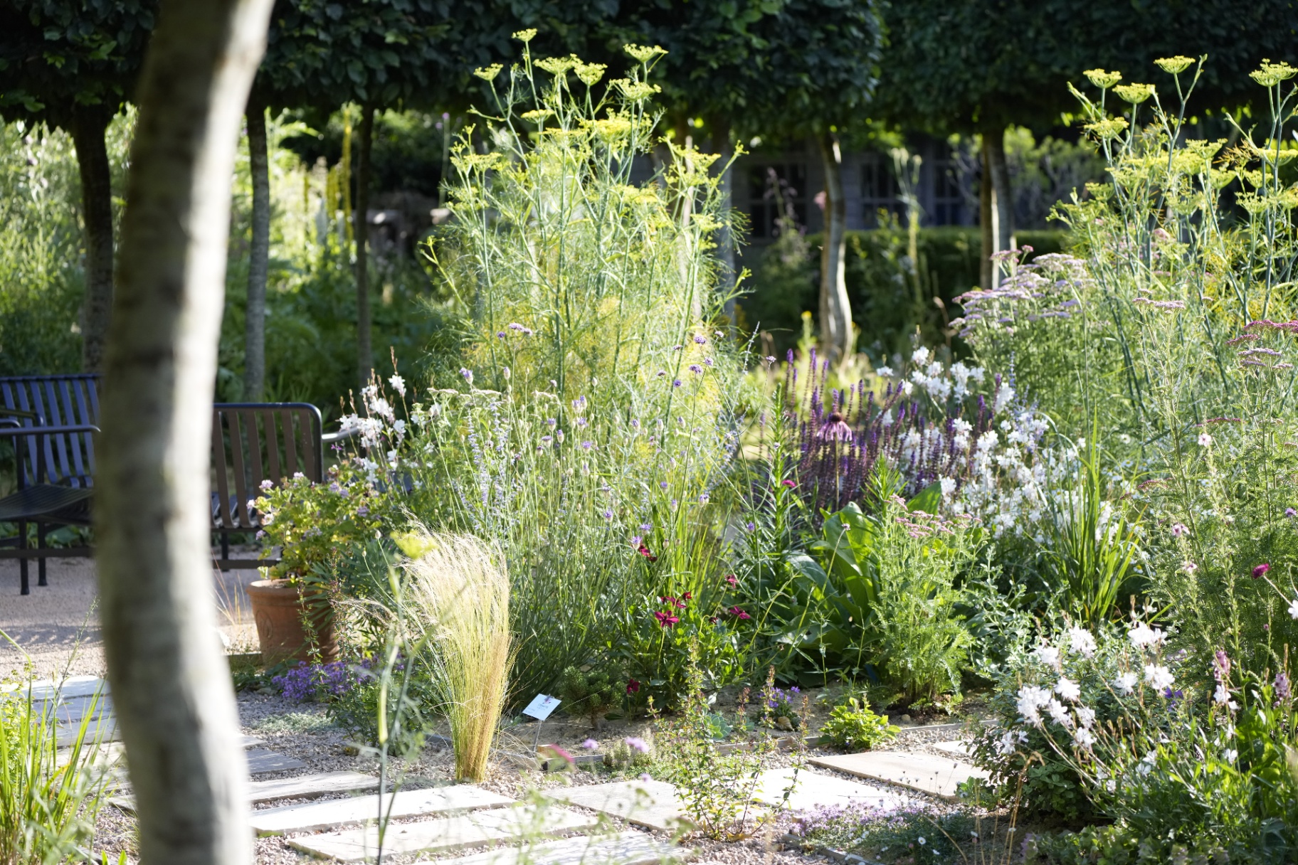 Bronze fennel, gaura and salvia amongst pleached trees with stone stepping stones through gravel