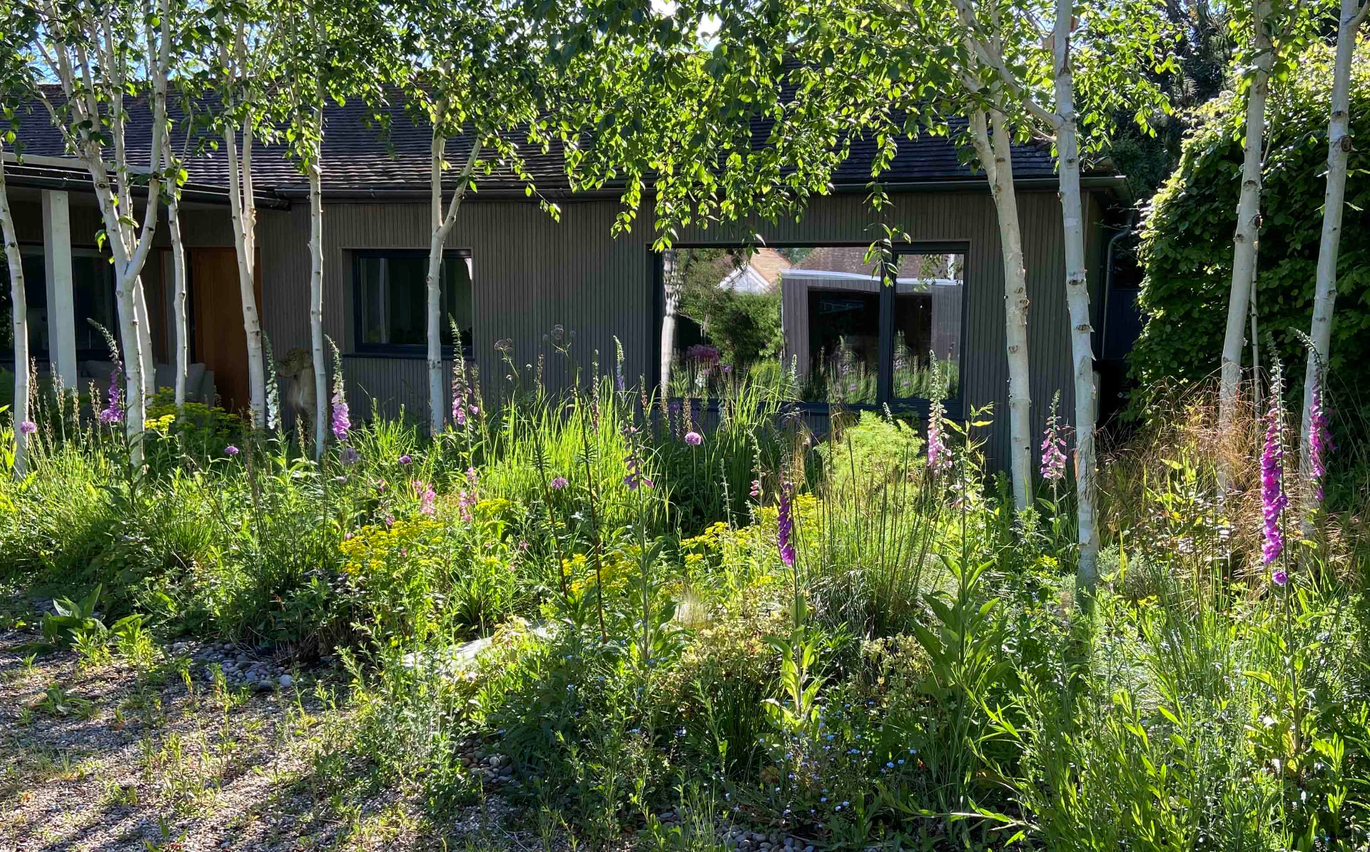 Self-seeded spring border with foxgloves, euphorbia and birch trunks beside a timber-clad house