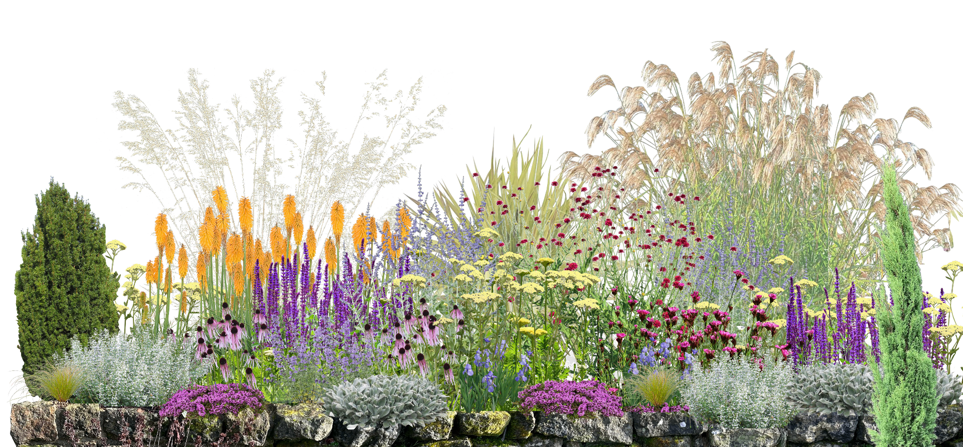 A layered planting elevation showing drought-tolerant perennials, grasses, shrubs and structural evergreens for a gravel garden border