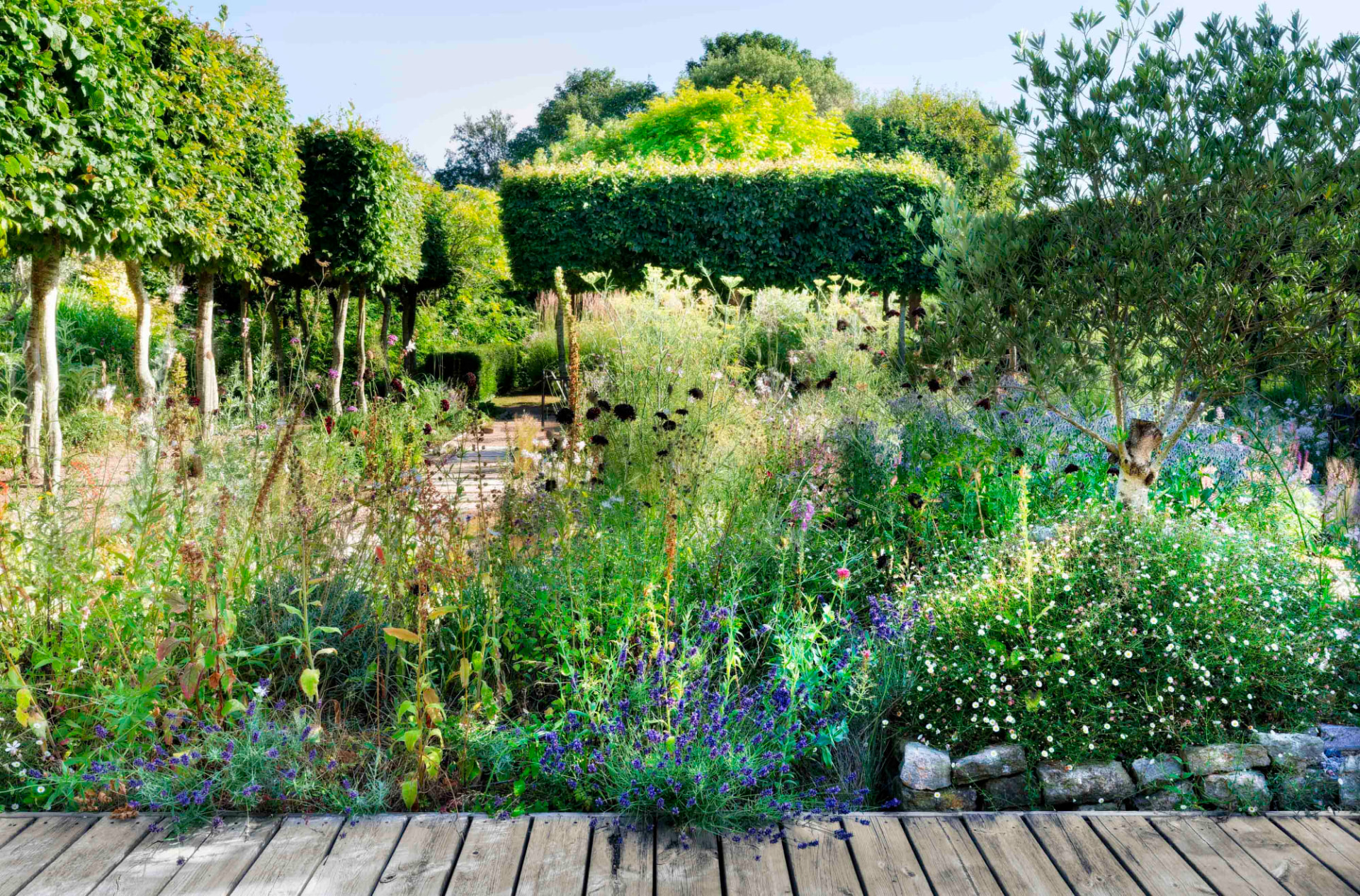Lavender and scabious along a deck edge with clipped hornbeam behind