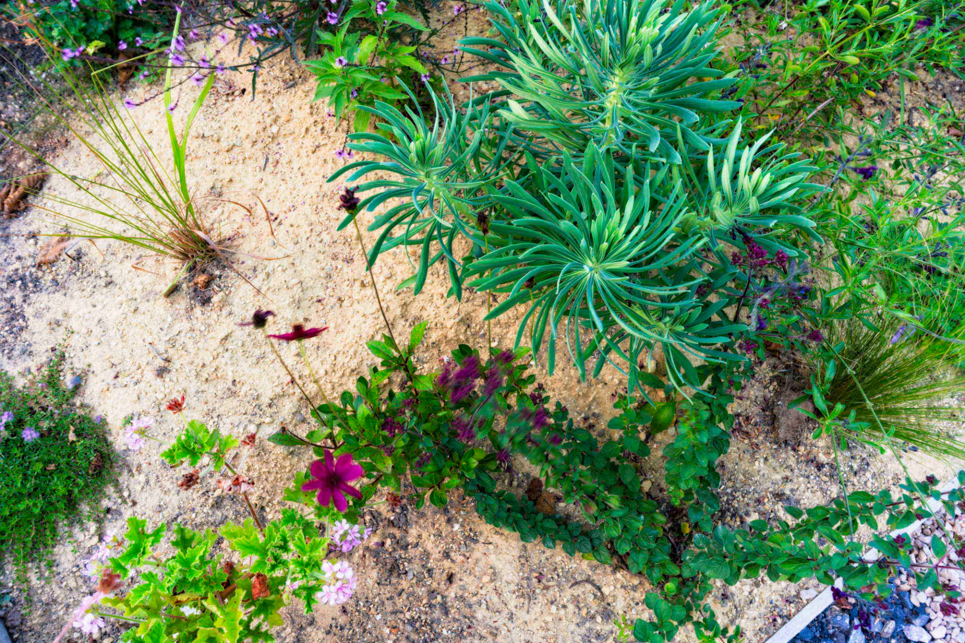 Overhead view of euphorbia and oregano growing in a sand bed