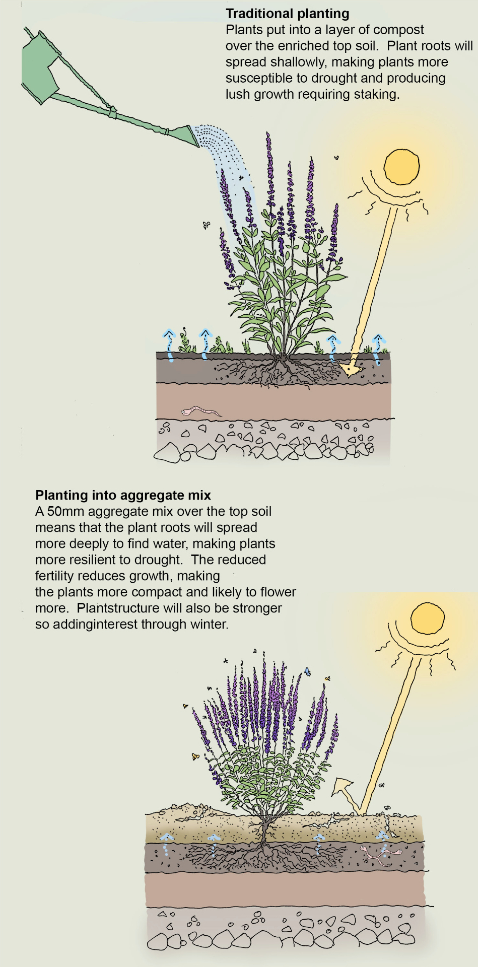 Diagram showing traditional planting versus planting into an aggregate mix