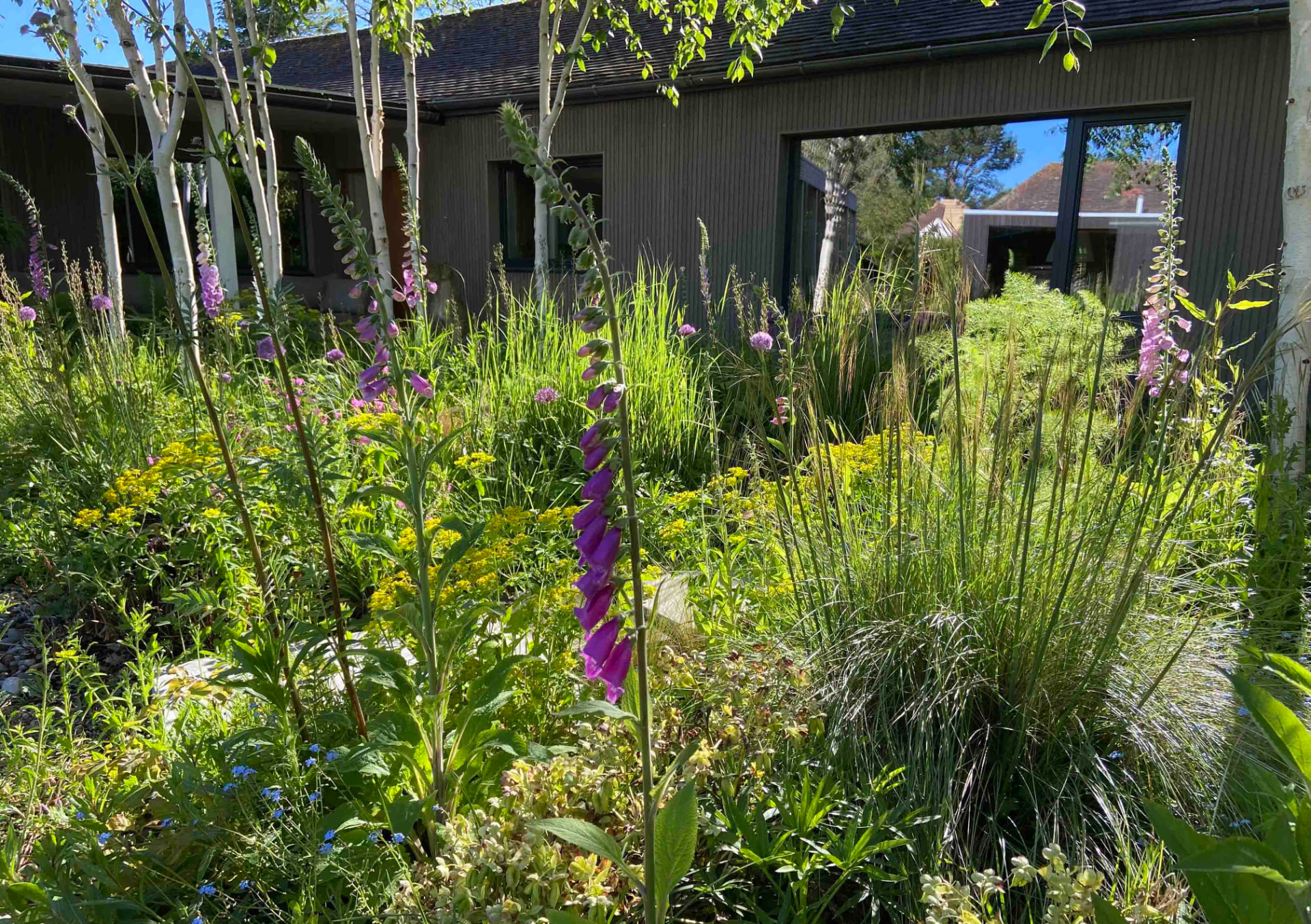 Magenta foxgloves rising through grasses and euphorbia in a gravel spring border