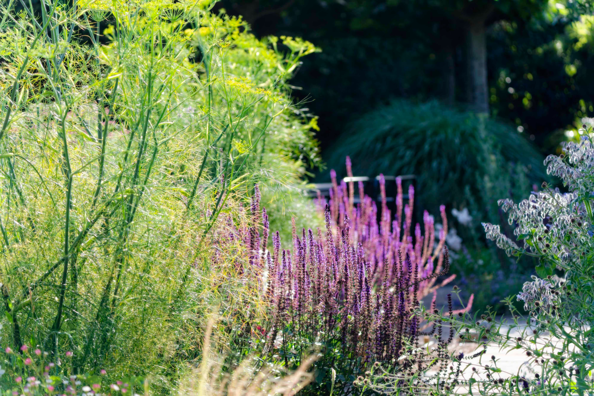 Fennel and purple salvia catching low sun beside a gravel path